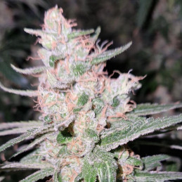 Critical Kush - semená konopy, odroda marihuany