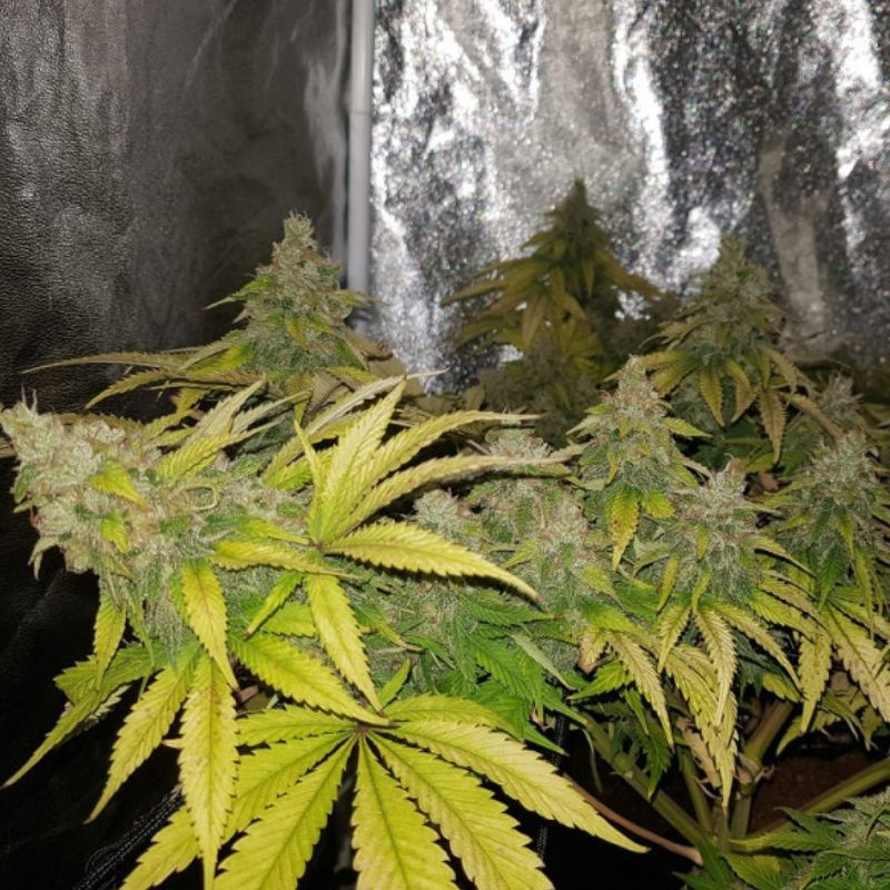 OG Kush - semená konopy, odroda marihuany