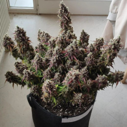 Royal Gorilla Automatic - semená konopy