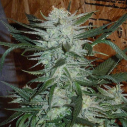 Green Poison Fast Version