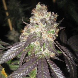 Black Jack Fast Version