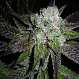 Bruce Banner Fast Version