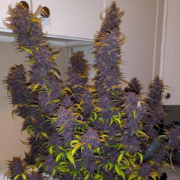Dark Devil's Kiss Auto