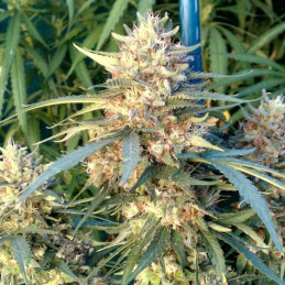 Forbidden Runtz Auto