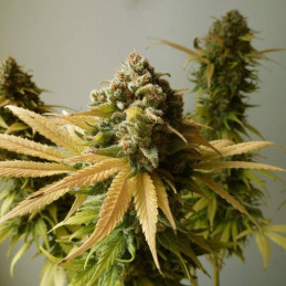 White Cheese Fast Flowering