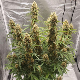 Amnesia Haze Fast Version