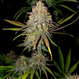 Royal Cheese Fast Version