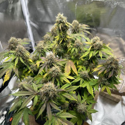 Royal Cookies Automatic