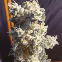 Auto Sweet Critical