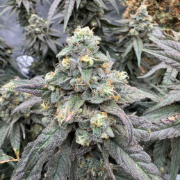 Auto Blueberry Banana