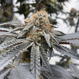 Blueberry Cheese Auto