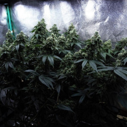 Purple Maroc x Passion