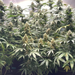 Critical Neville Haze 2.0