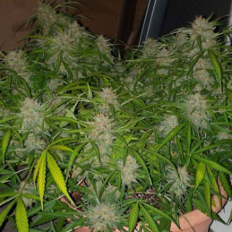 Critical Neville Haze Auto