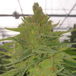 Critical Sensi Star