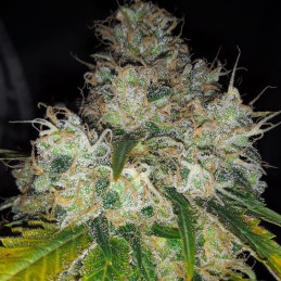 Delicious Candy Auto