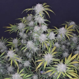 Grapefruit Matic Auto