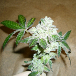 Big Altai Sativa Express