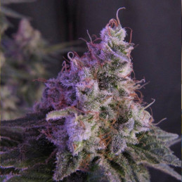 White Critical Express