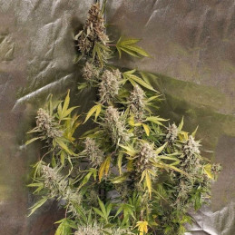 Amnesia Haze Fast Version