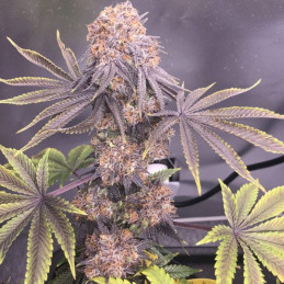 New York Diesel Auto