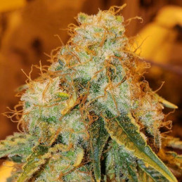 Orange Diesel Auto