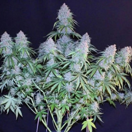 Critical Diesel Auto