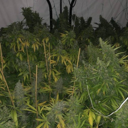 Super Silver Haze Auto