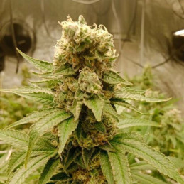 Original Skunk 1 Fast