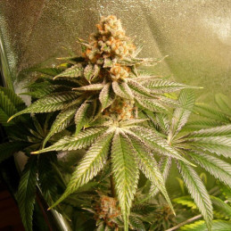 Power Africa x MK Ultra Fast