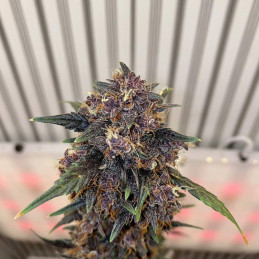 Black Jack Auto