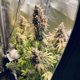 Cream Mandarine XL Auto