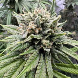 Gorilla Girl F1 Fast Version