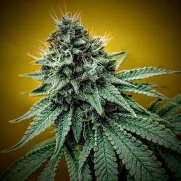 Vision Critical Auto