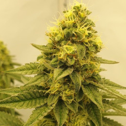 White Haze Automatic