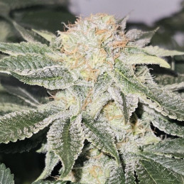 White Skunk Automatic