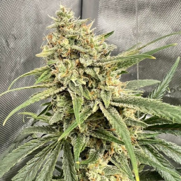 semená konope haze thcv