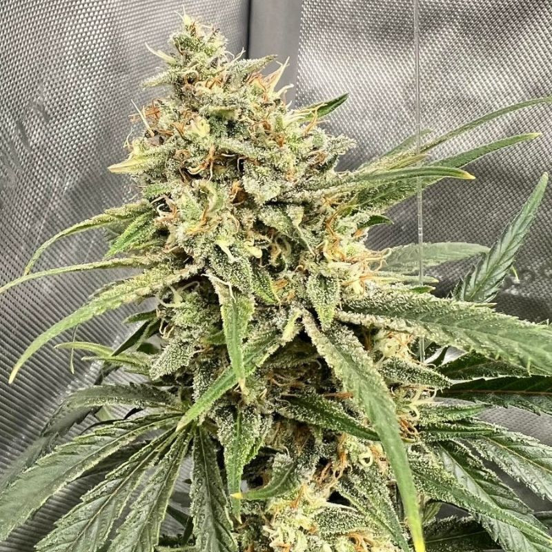 semená konope haze thcv
