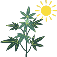 Semená Konope Outdoor (vonku)