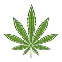 Nasiona głównie Sativa