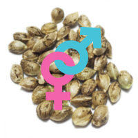 Regulárne Semená Konopy