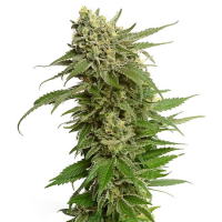 Haze