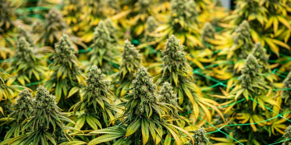 Aké si vybrať automatické odrody konopy?